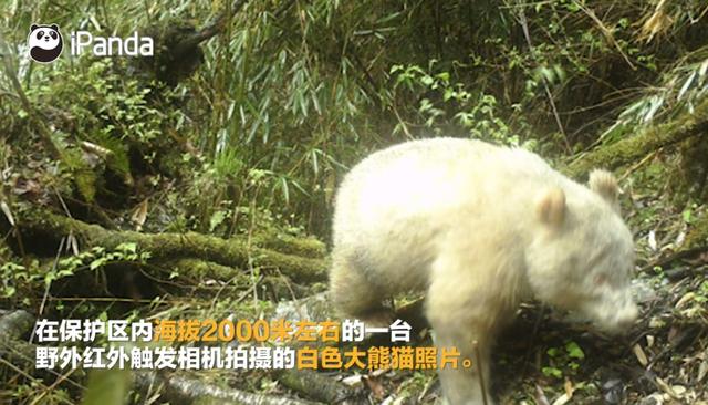 中国有多少大熊猫