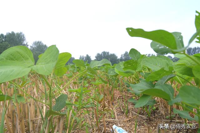 大豆虫害来袭，3点因素增加防治难度，农民朋友牢记施药技巧3