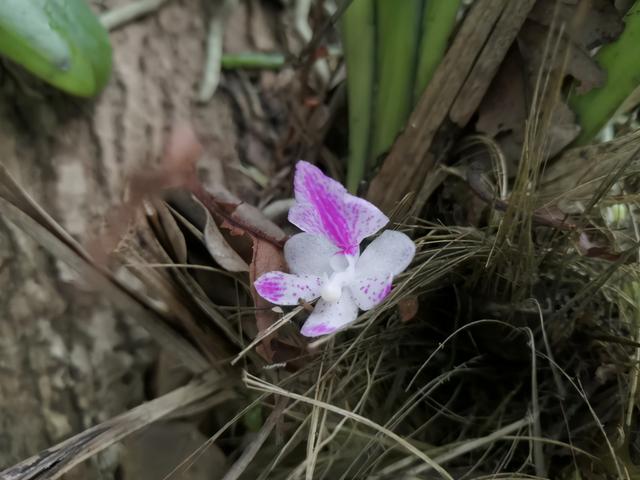 多花指甲兰