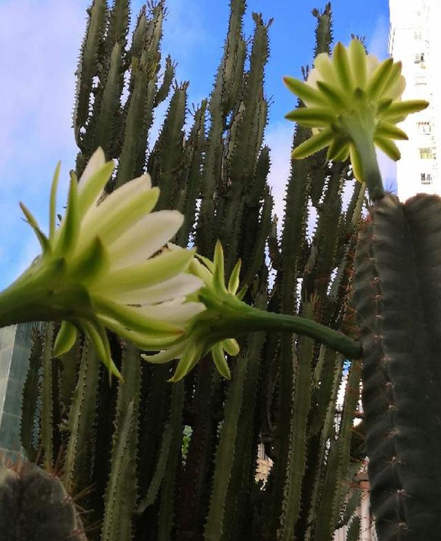 家里的花招了蚧壳虫，橄榄油加洗洁精，给花喷点效果好14