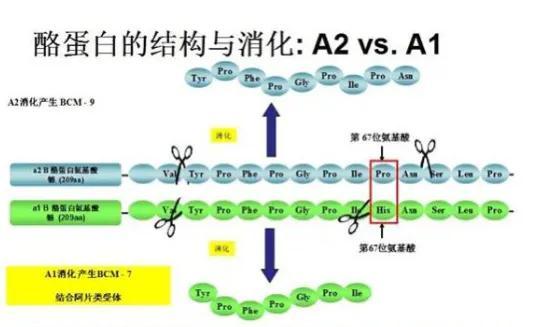 为什么很多专家建议给孩子喝A2型牛奶？