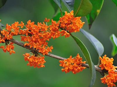 桂花嫁接 桂花嫁接（桂花嫁接时间和方法） 生活