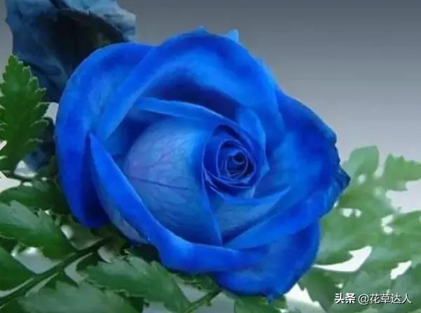 蓝色妖姬代表什么含义 蓝色妖姬代表什么含义（蓝色妖姬代表什么含义九朵） 生活