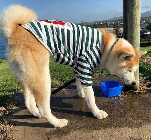 狗狗走路转圈是怎么了(狗狗走路摇晃转圈)-艾拉狗狗乐园