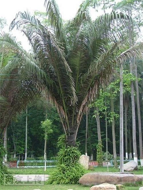 常见园林植物