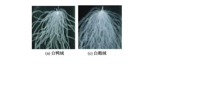 羽绒服保暖的秘密藏不住了