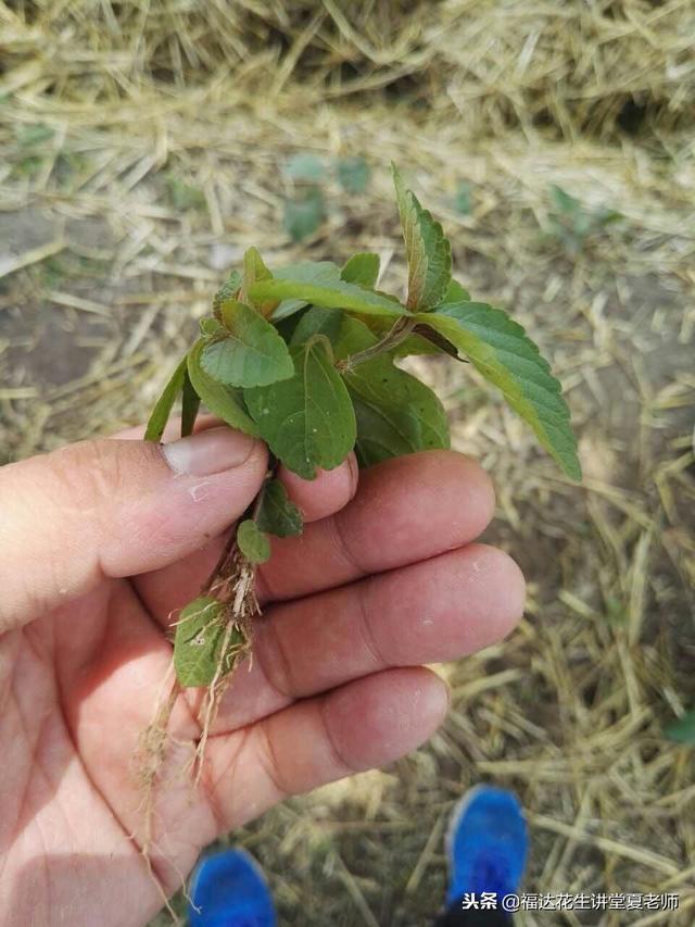 花生田杂草的具体管理和防除，你今年除草上犯错误了吗2