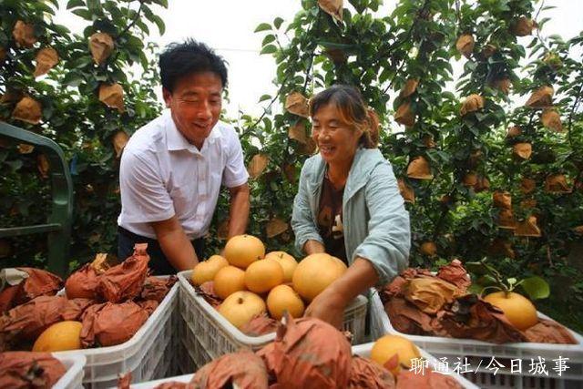 山东高唐一村民种出巨型梨，单个重量达3斤，亩效益突破两万元2