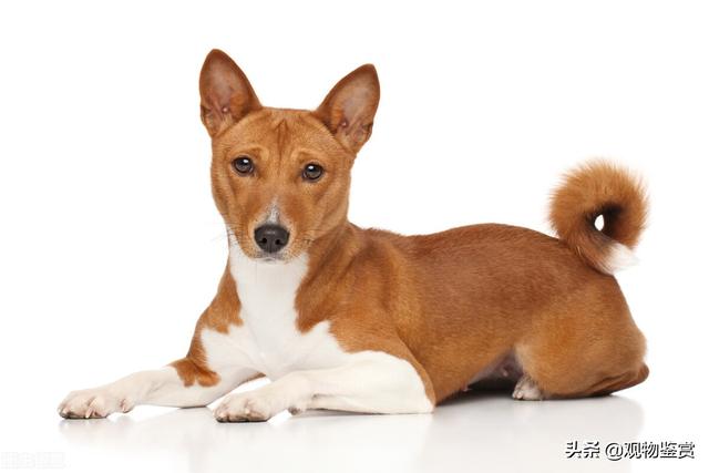 狗狗后腿五爪有什么讲究吗(真正五爪狗的图片)-艾拉养犬