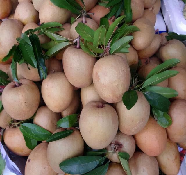 人心果人心果什么时候成熟