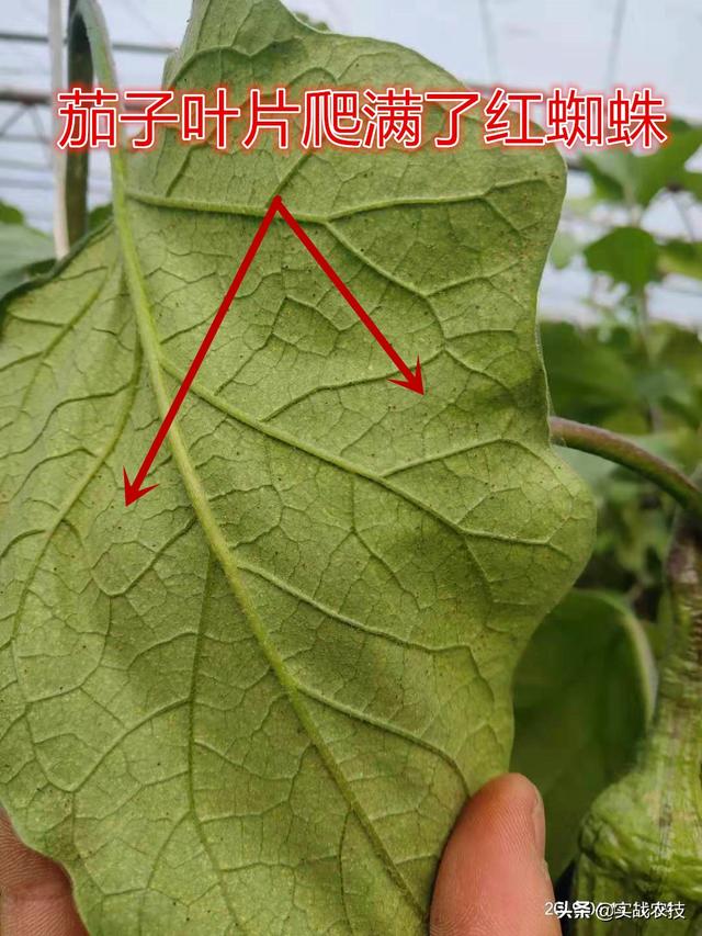 红蜘蛛不是昆虫你知道吗？抗性红蜘蛛特效药组合，持效期长达20天2