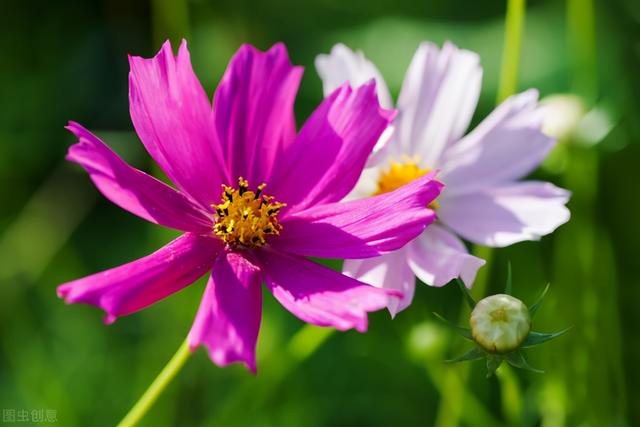 白菊花代表什么意思