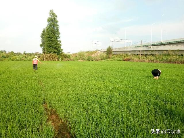 2020年早稻如何种，怎么选择早稻品种？种植有哪些技术要点？10