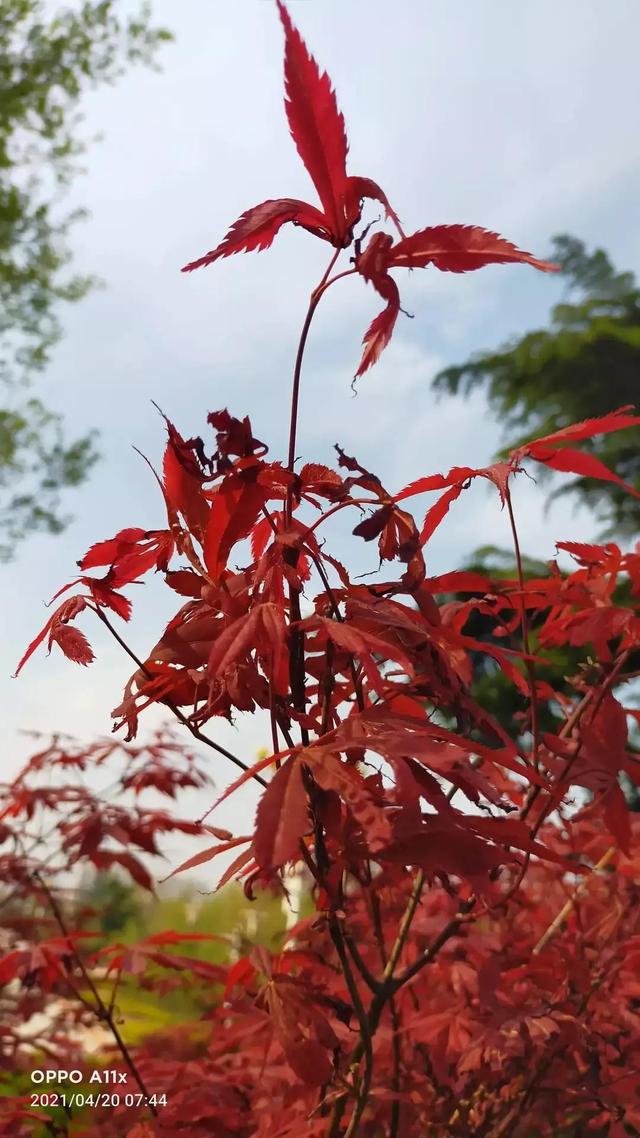 落花有意流水无情