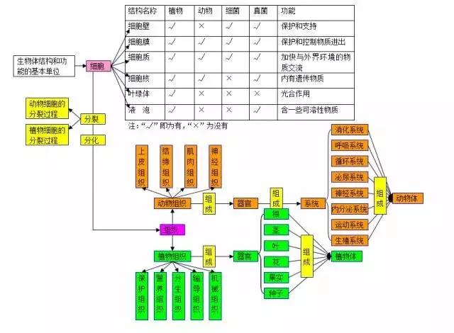 初中各科思维导图全汇总（语文、数学、地理、历史、化学、生物）