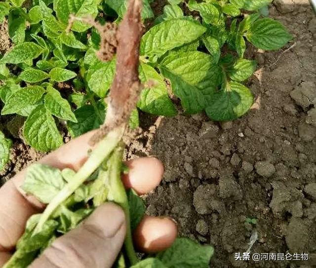 马铃薯重茬根腐打什么药？土豆软腐烂根喷啥药？抗重茬用药根小子3