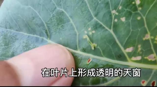 白菜长虫子，别急着喷药，家里不起眼的东西就能解决问题4