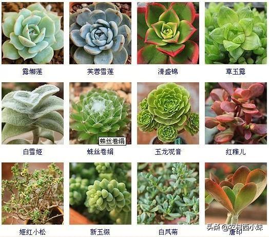 多肉分类 多肉分类（多肉分类及名称图片） 生活