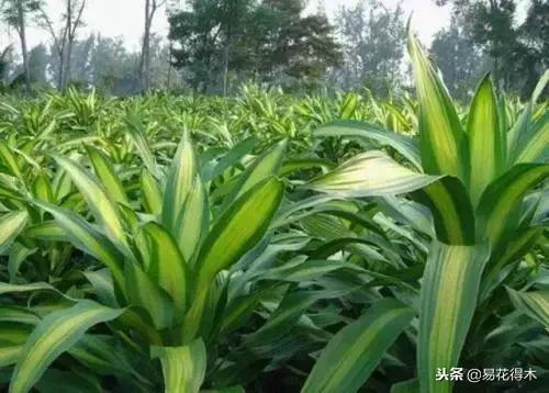 巴西木叶子发黄 巴西木叶子发黄（巴西木叶子发黄发黑） 生活