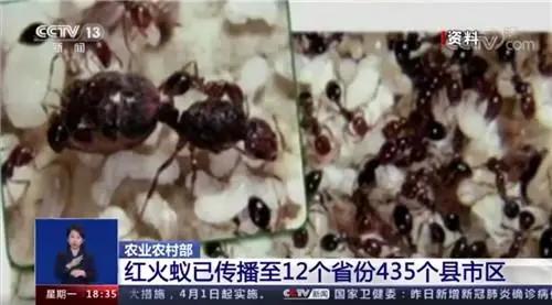 s一75圆锥破碎机小齿轴结构图