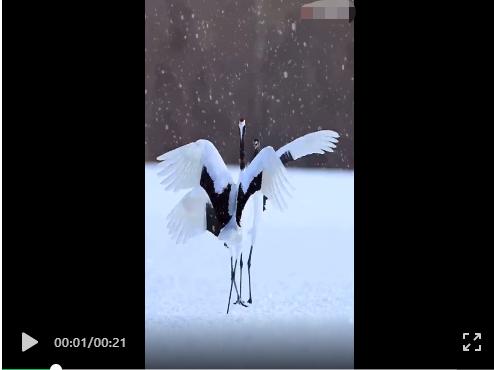 超100万人报名北京冬奥志愿者落选者收到官方来信 It 与体育 Cnbeta Com