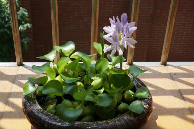 水培鱼缸