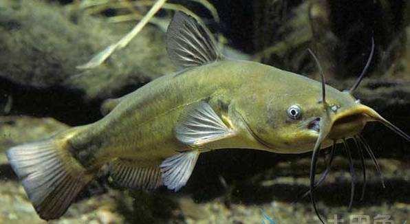 舌背面的乳头中表面有角化