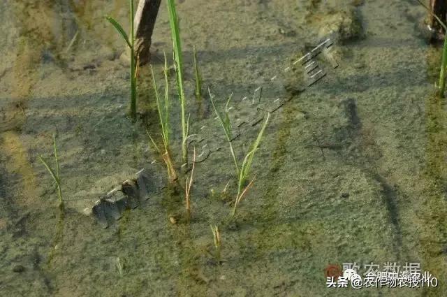 水稻育秧苗期，需要高度重视的几种病虫害防治技术5