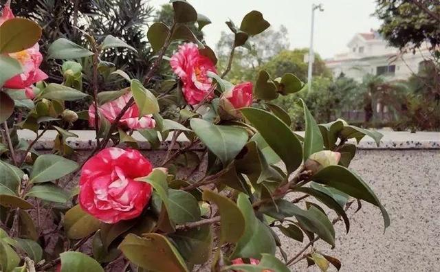 茶花 茶花（茶花树） 生活