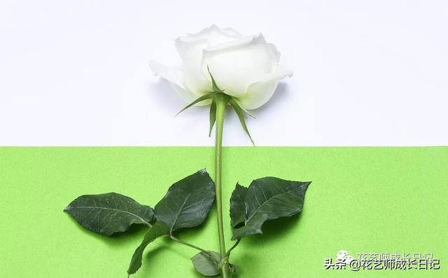 19朵红玫瑰代表什么 19朵红玫瑰代表什么（送19朵红玫瑰代表什么） 生活