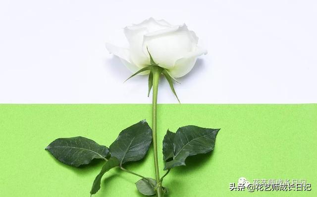 玫瑰花送几朵代表什么