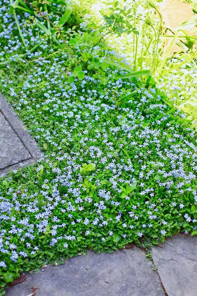 地被植物