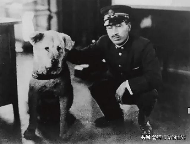 八公犬