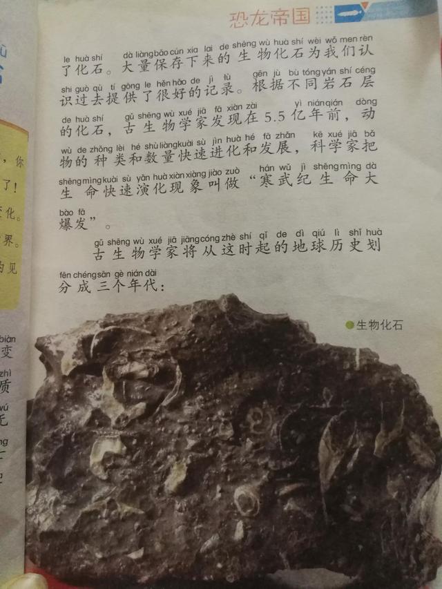 听小儿分享不可小瞧的石头书化石