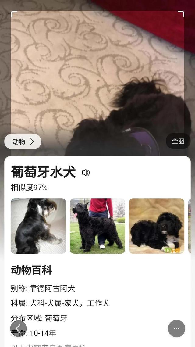 葡萄牙水犬