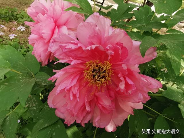 赞美教师名言 赞美教师名言（赞美教师名言的英文句子） 生活