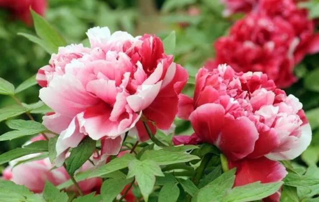牡丹花怎么栽培