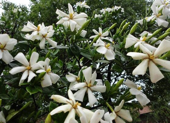 栀子花开的季节