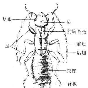 夹板虫