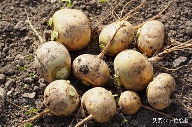 芜菁和萝卜的区别 芜菁和萝卜的区别(芜菁在中国叫啥) 综合
