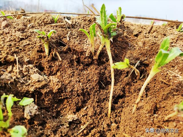 除草剂用量激增，为啥杂草越除越多，有让土地不长草的方法吗3