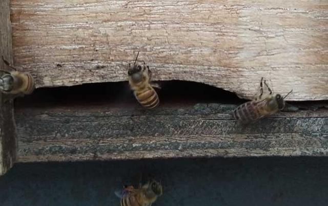 农村怎样养土蜂(养土蜂技术的好方法)