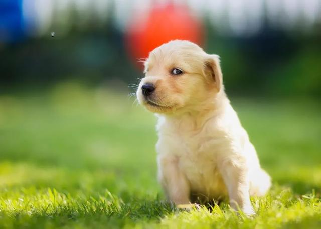 北京犬证 北京犬证（北京犬证是电子还是卡片） 动物