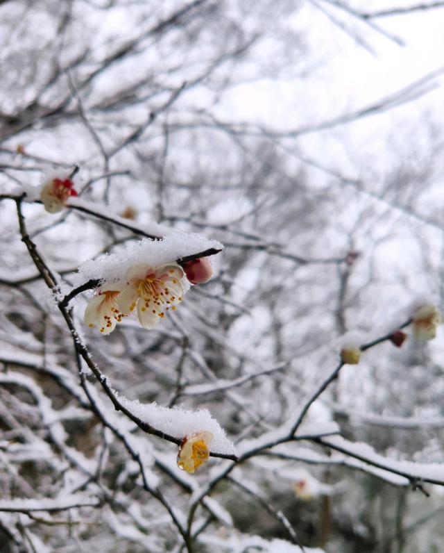 关于梅花的诗词