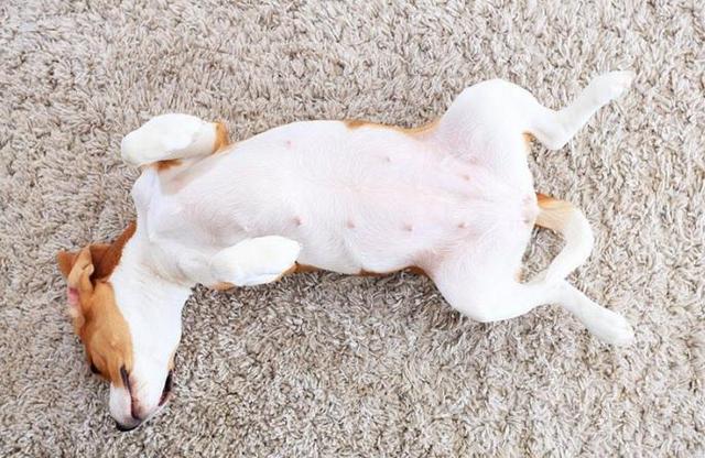 狗狗怀孕肚皮很热(狗狗见人就躺下露肚皮是为什么)-艾拉养犬