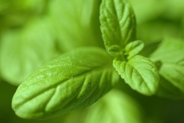 50种浪漫鲜花花语大全 50种浪漫鲜花花语大全（50种浪漫鲜花花语大全图片） 生活