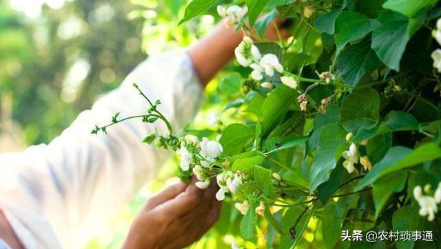 芸豆田里杂草多，芸豆长势弱，有些还长上病斑，应该如何解决？