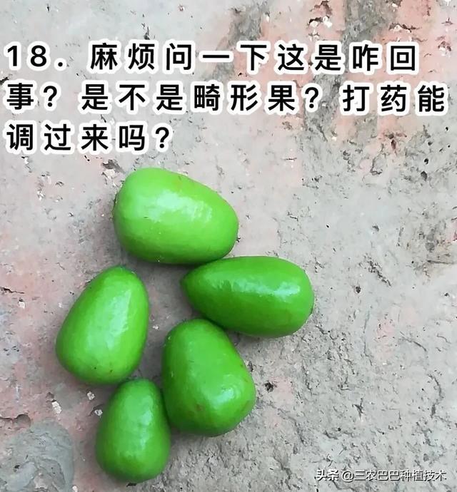 花生大的枣上有点红片是咋回事？2