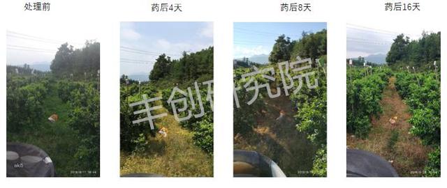 「果园实验」草铵膦和草甘膦哪个效果好？浓度不同，效果差多少？7