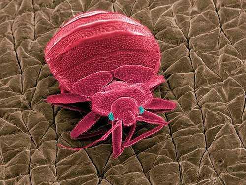 床虱怎么彻底消灭床虱子是怎么产生的